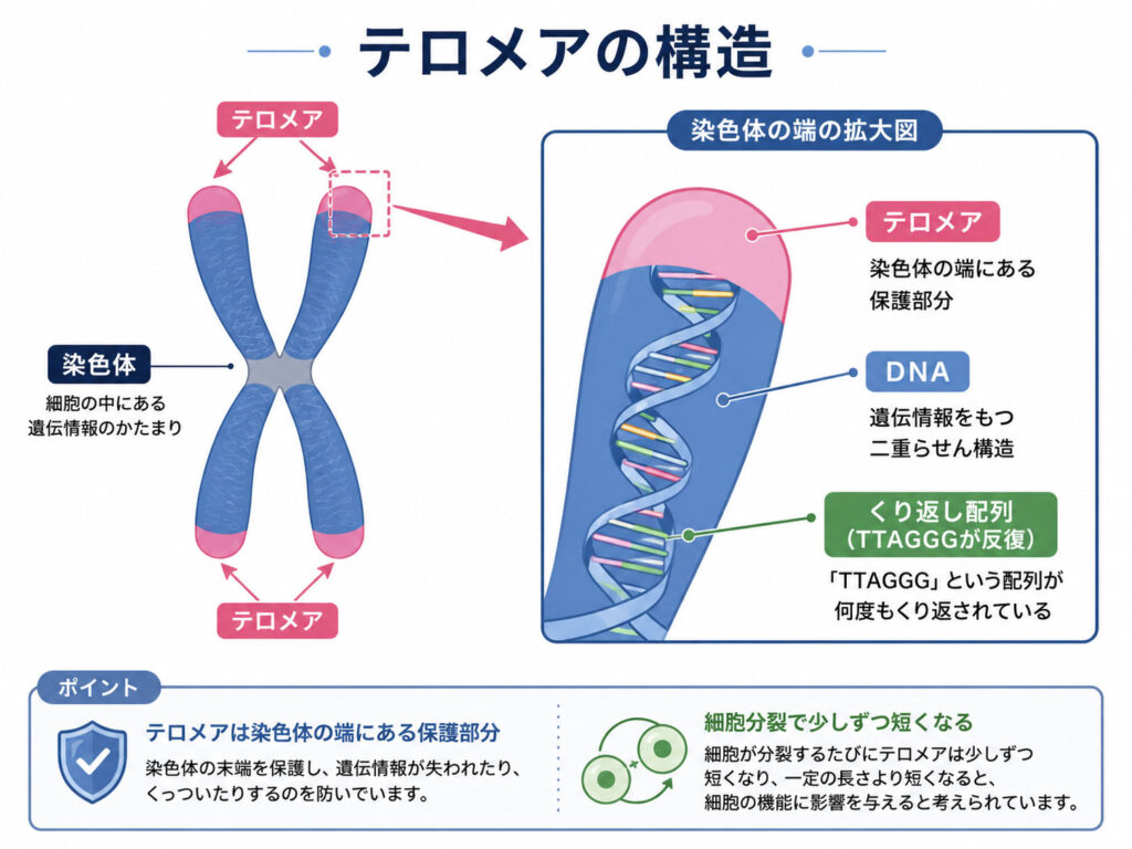 テロメアの構造