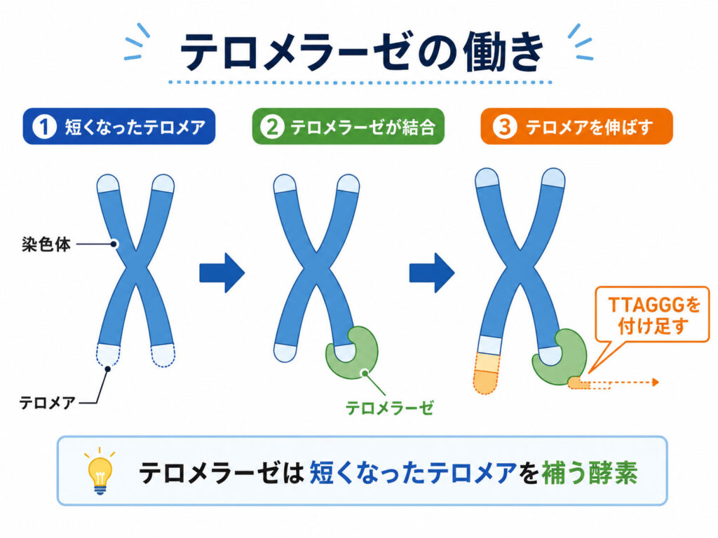 テロメラーゼの働き